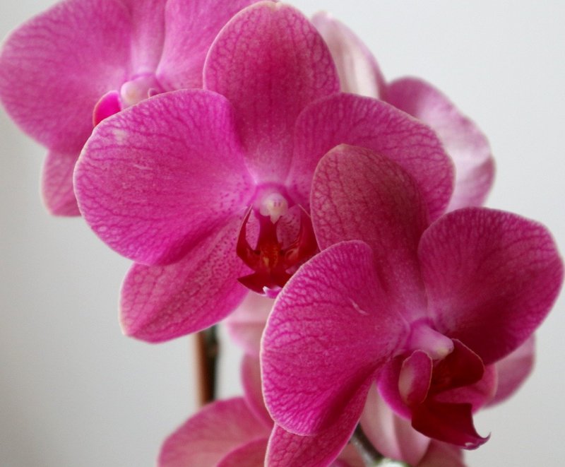 Орхидея ambiance Phalaenopsis