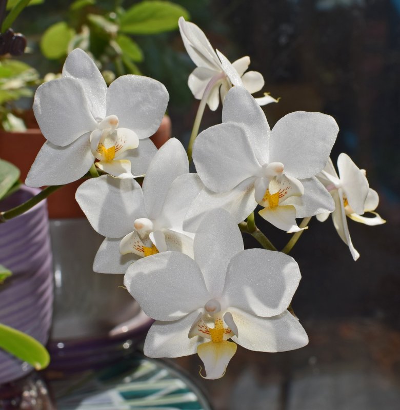 Орхидея Phalaenopsis Carmen