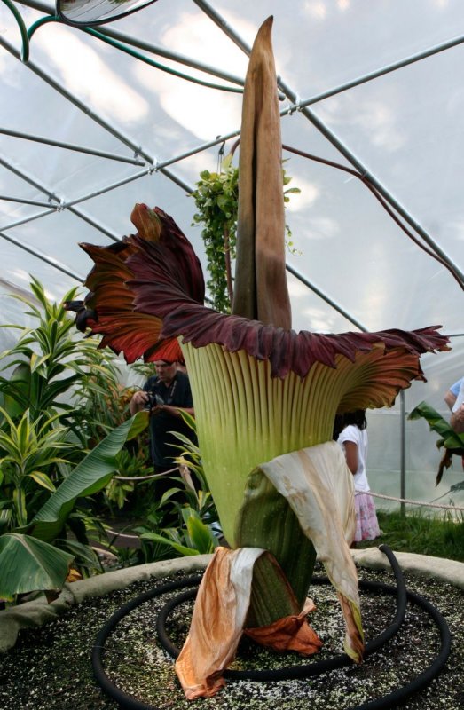 Аморфофаллус титанический (Amorphophallus Titanum)