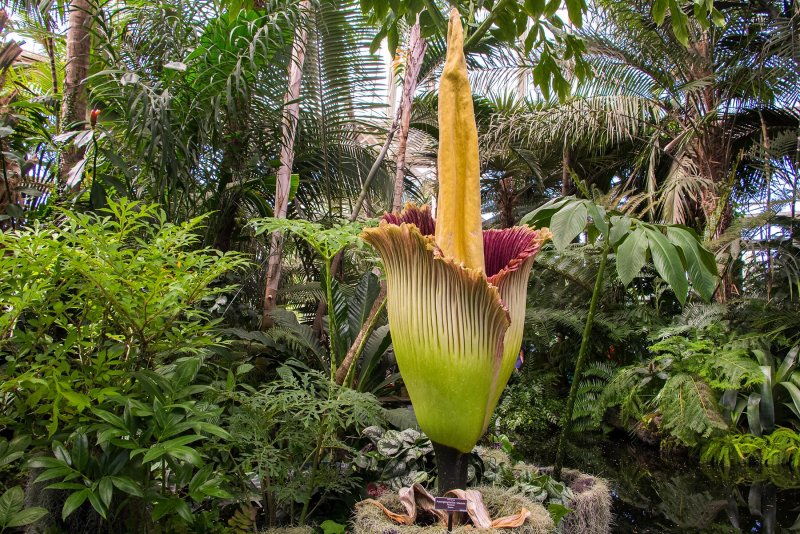Amorphophallus Titanum цветок
