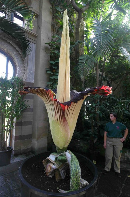 Аморфофаллус титанический (Amorphophallus Titanum)