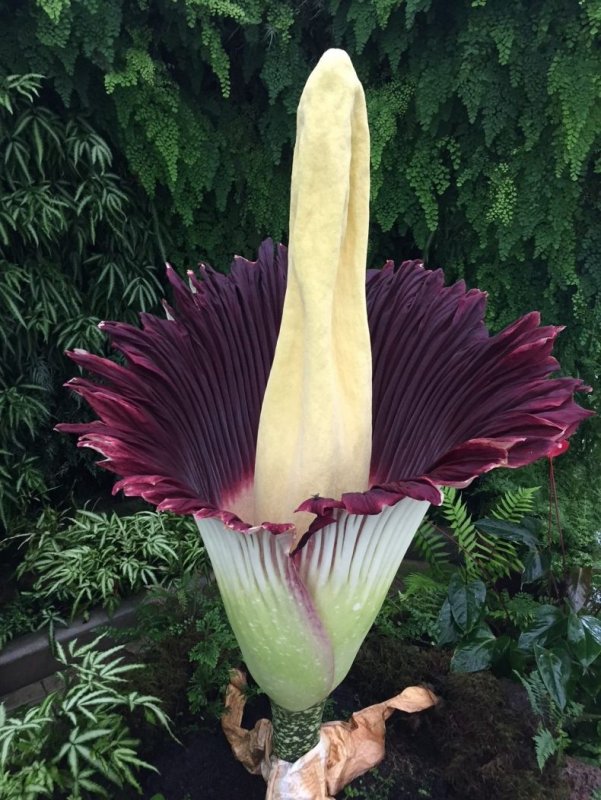 Amorphophallus Titanum цветок