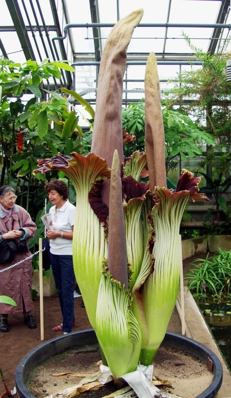 Аморфофаллус титанический (Amorphophallus Titanum)