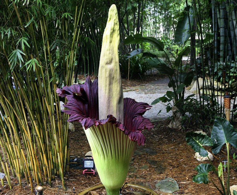 Amorphophallus Titanum цветок