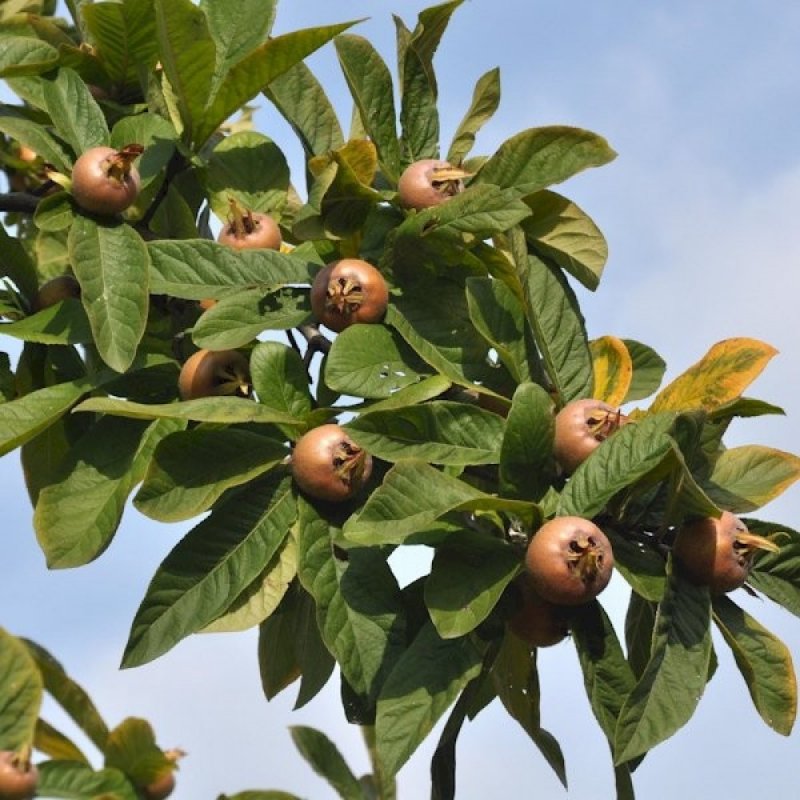 Mespilus Germanica мушмула Германская