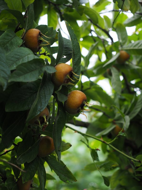 Mespilus Germanica 'Westerveld' a в ландшафте