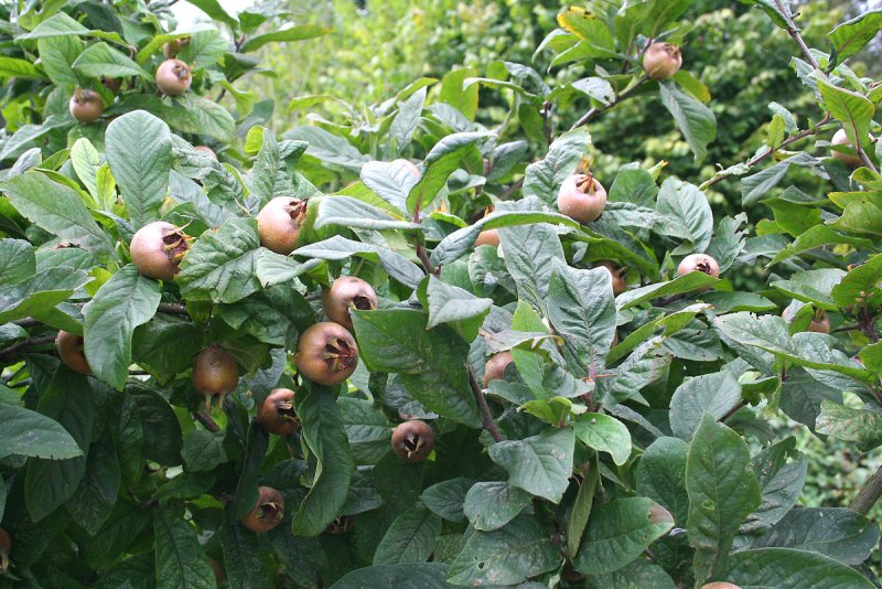Mespilus Germanica мушмула Германская