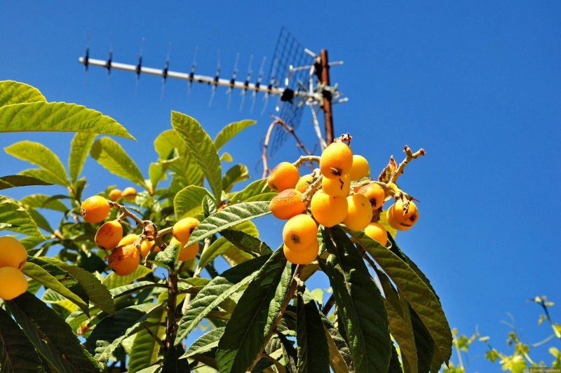 Мушмула японская Eriobotrya japonica