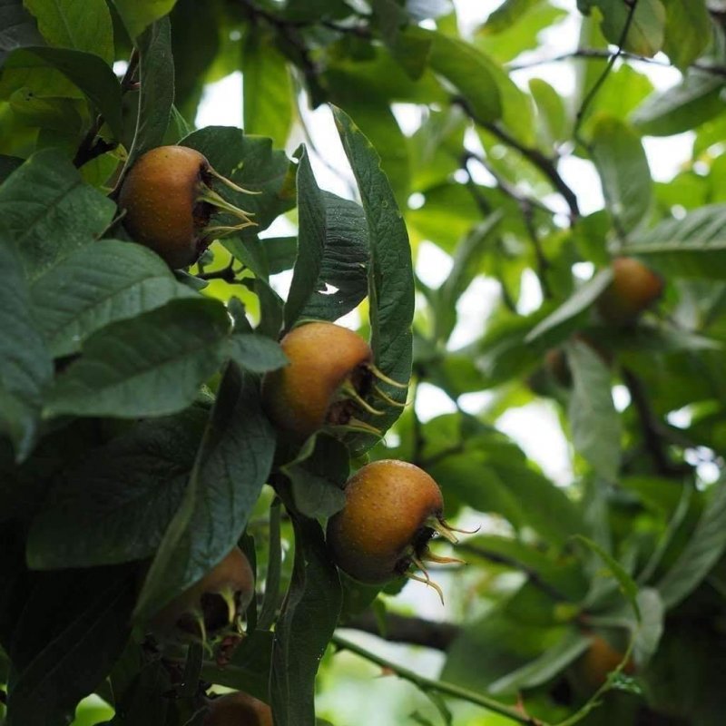 Мушмула Германская (Mespilus Germanica) c1,5