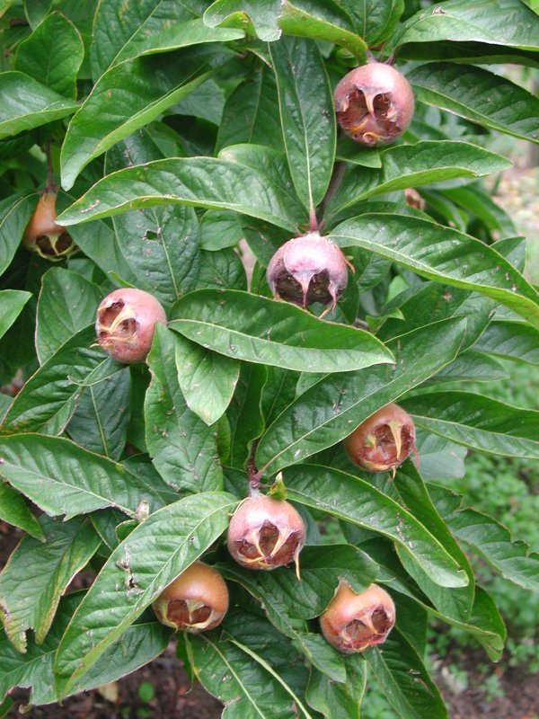 Мушмула Германская (Mespilus Germanica) c1,5