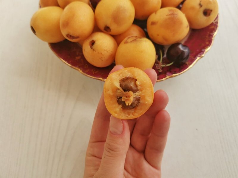 Mespilus Germanica мушмула Германская