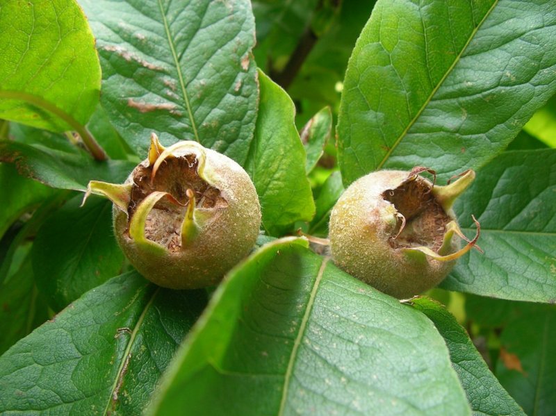Mespilus Germanica мушмула Германская