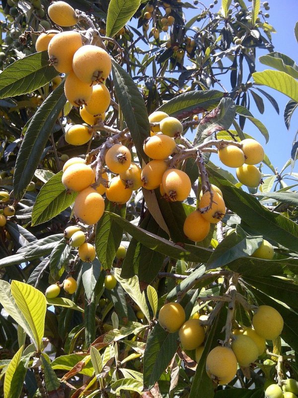 Mespilus Germanica мушмула Германская