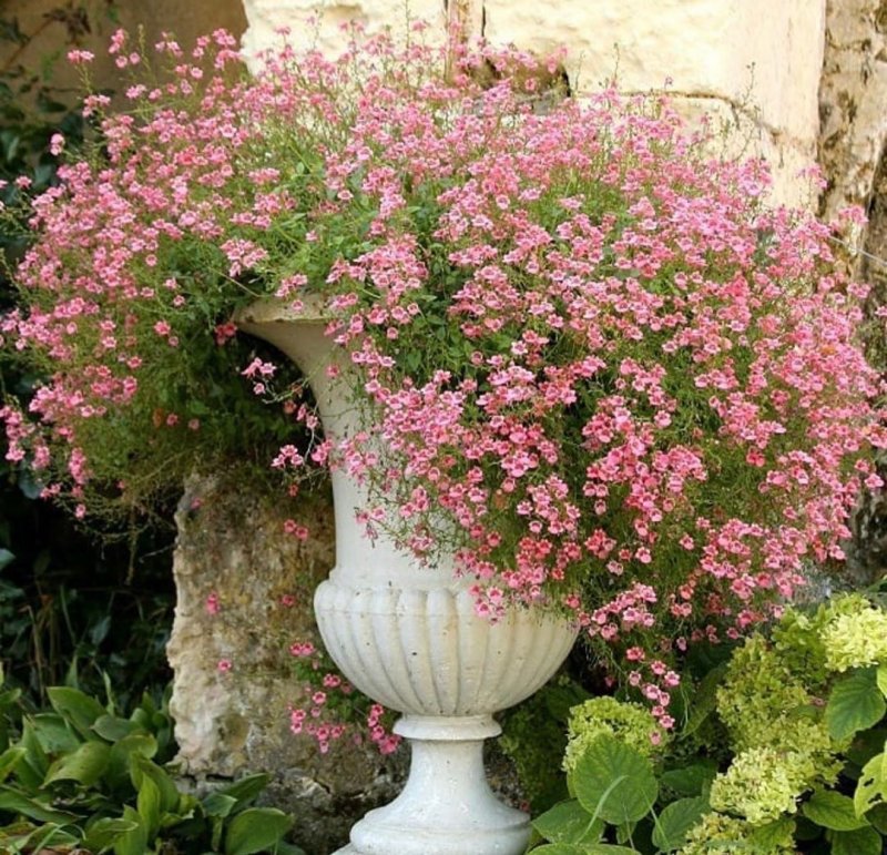 Диасция Diascia Darla Red
