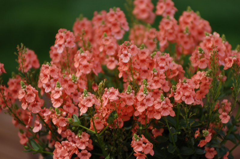Diascia barberae Juliet™ Red