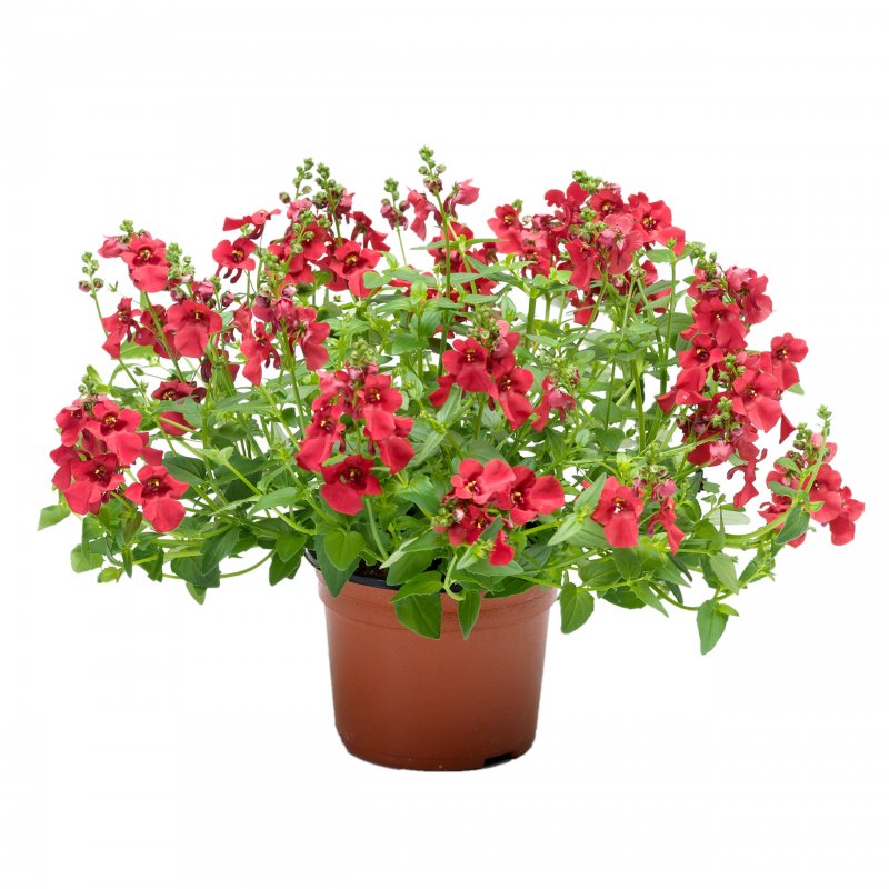 Диасция Diascia Darla Appleblossom