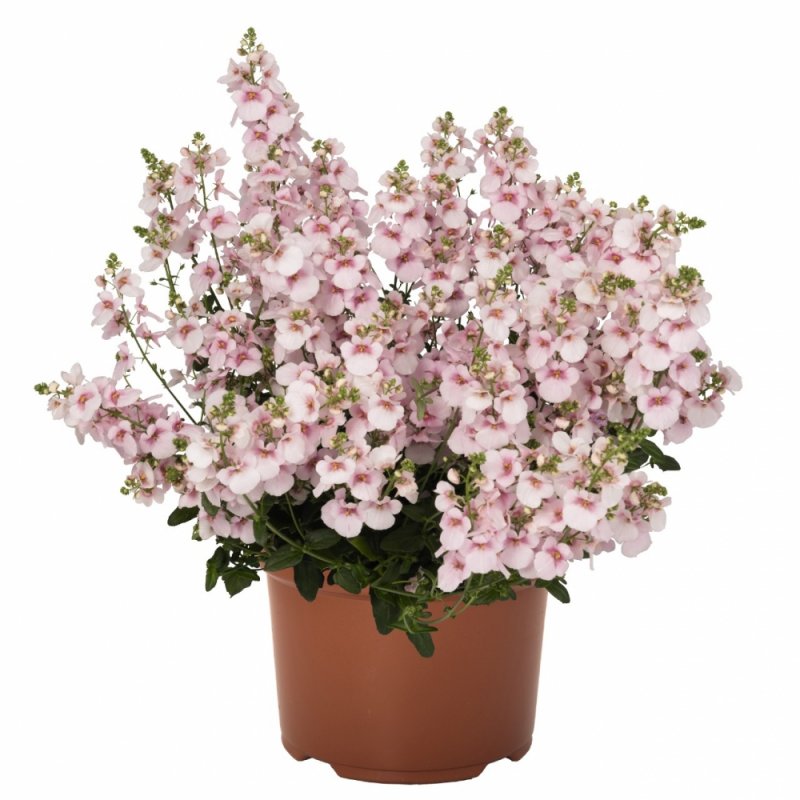 Диасция Diascia Darla Light Pink