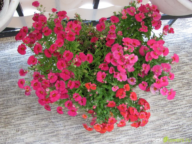 Диасция Diascia Darla Red