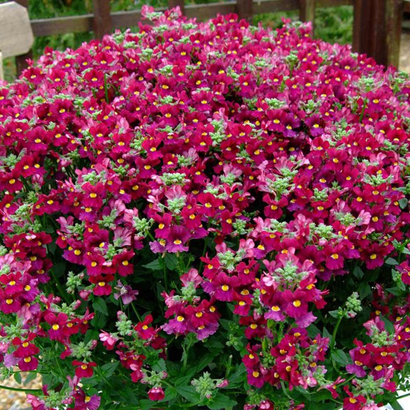 Диасция ампельная Diascia