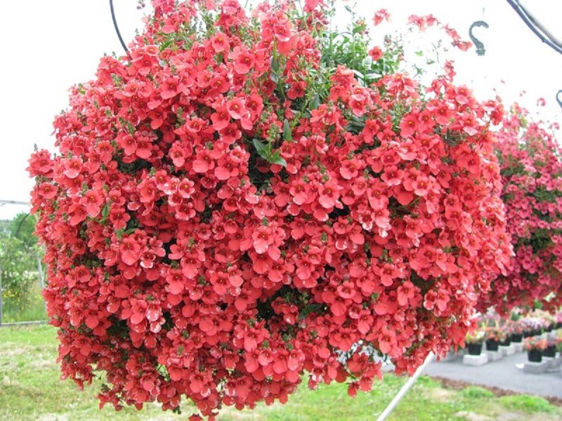 Семена диасция диасция ампельная