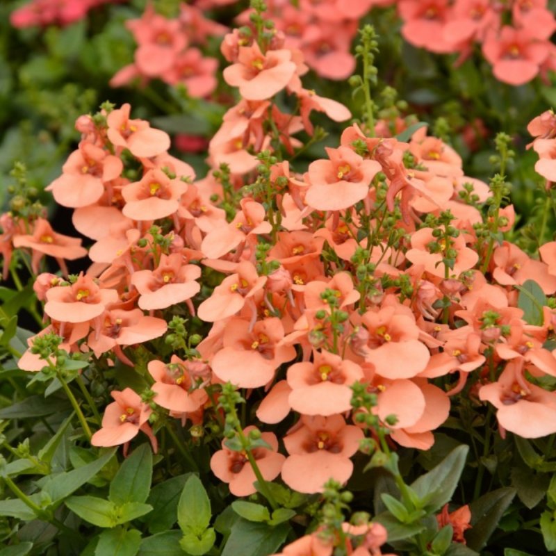 Diascia 'Ruby field'