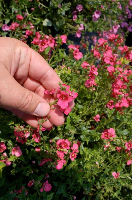 Diascia barberae