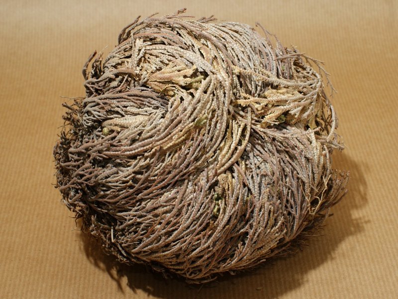 Selaginella lepidophylla