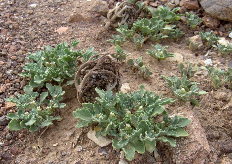 Anastatica hierochuntica