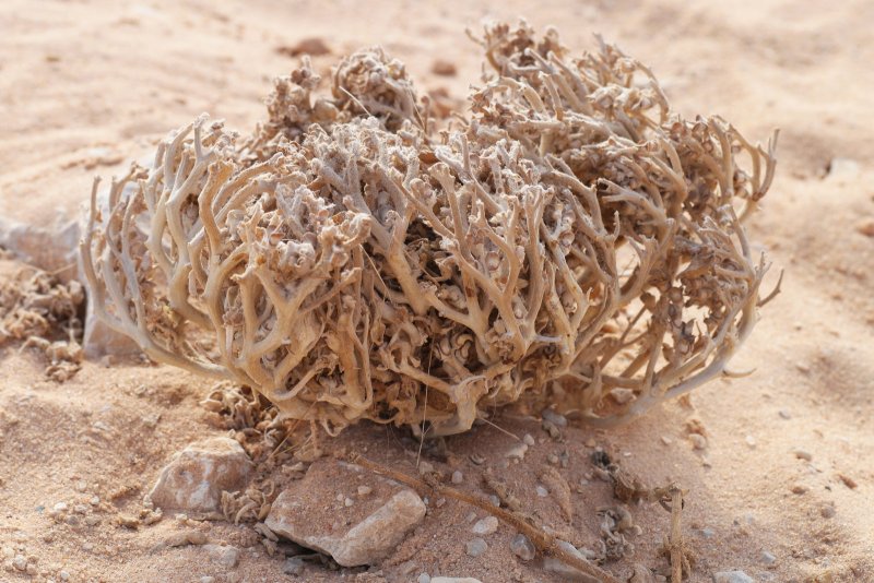Anastatica hierochuntica