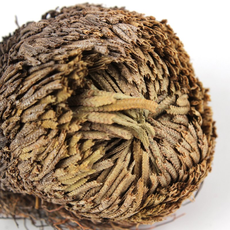 Селагинелла (Selaginella) lepidophylla роза Иерихона II