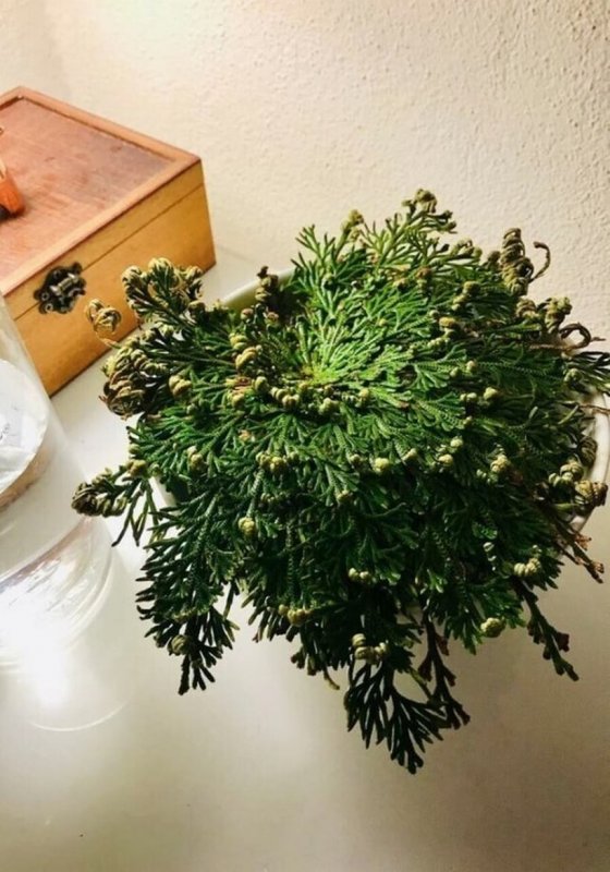 Иерихонская роза укус