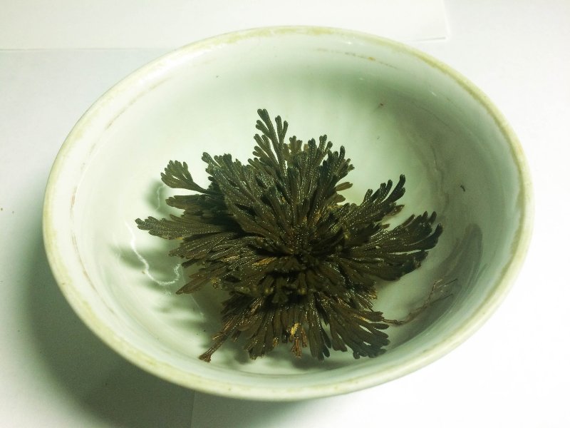 Selaginella lepidophylla
