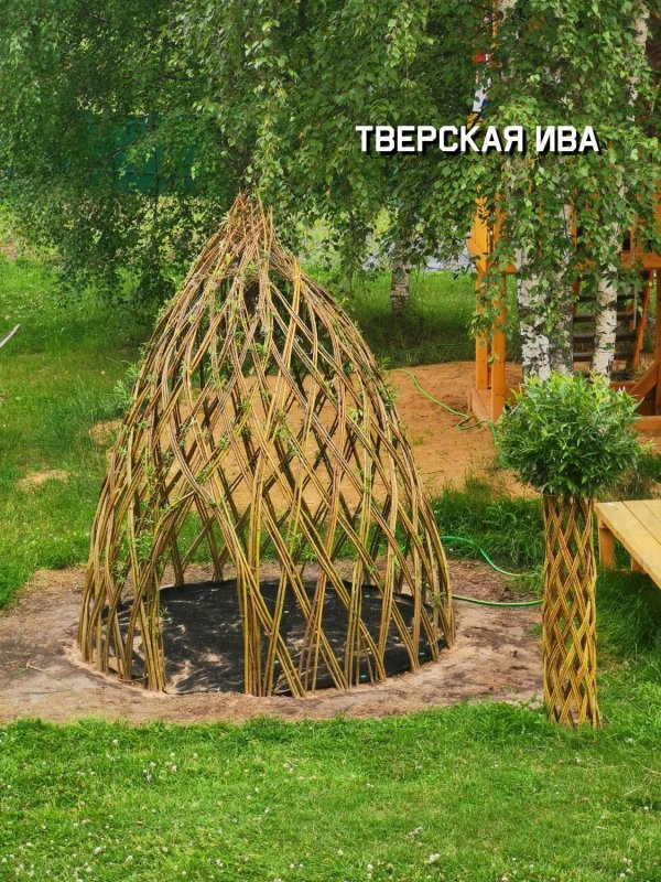 Плетеная Ива дерево