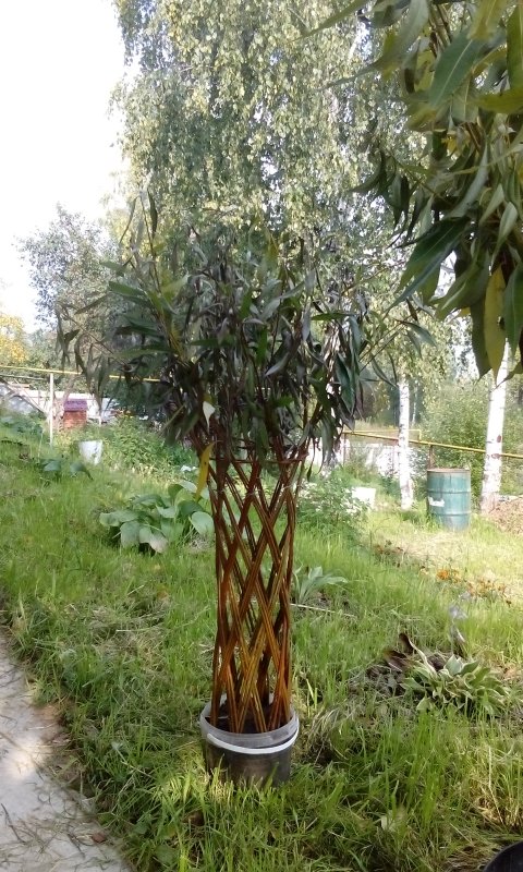 Ивовая лоза дерево