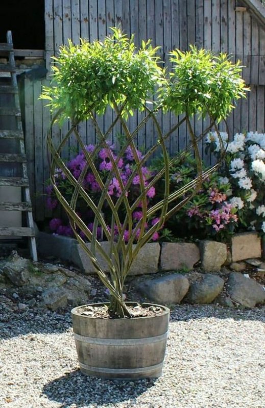 Ива белая (Salix Alba l.)
