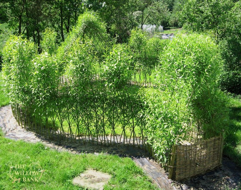 Ива плакучая плетеная