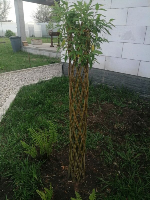 Ива плетеная датские корни (Salix viminalis)