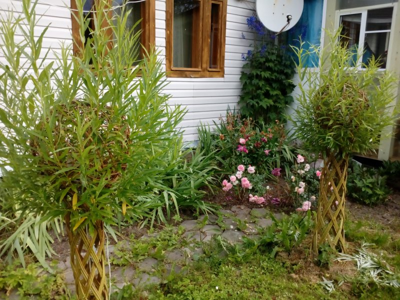 Ива плакучая для живой изгороди