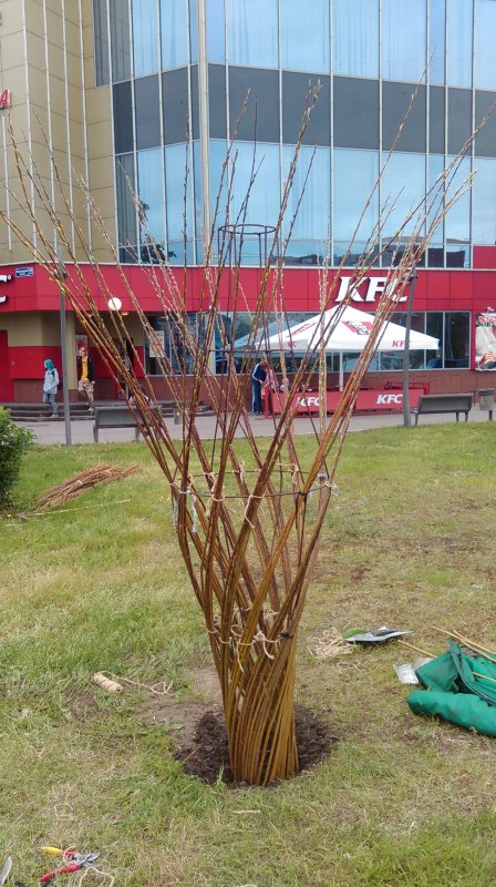 Ива Шверина в живой изгороди