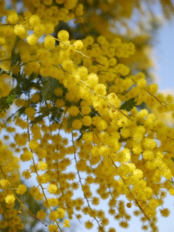 Acacia baileyana