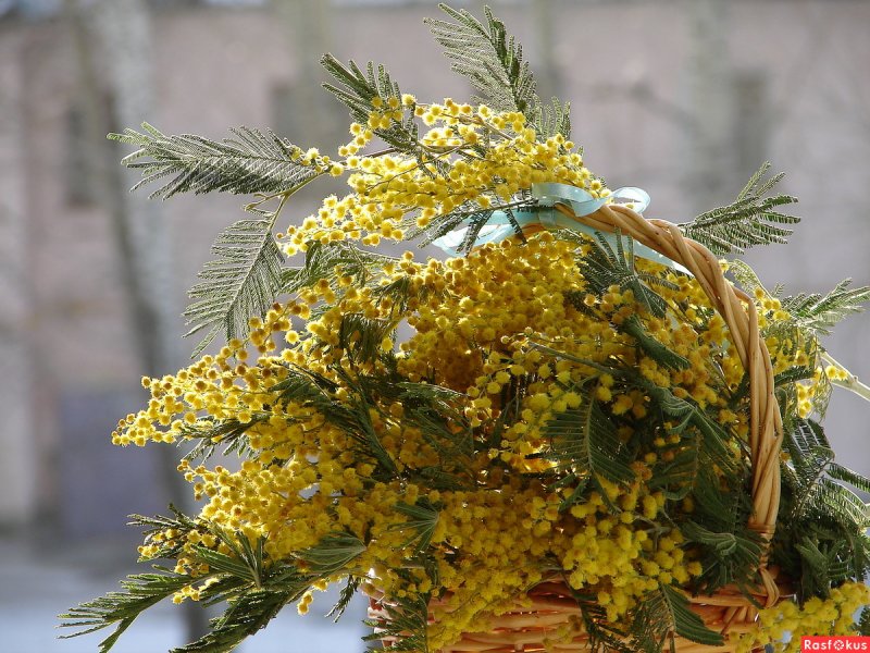 Мимоза Полынь