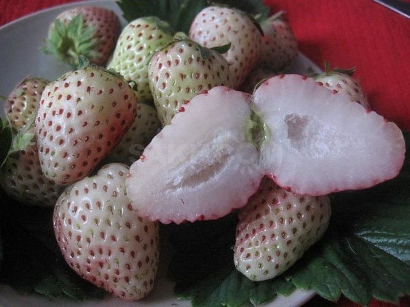 Земляника Садовая Пайнберри