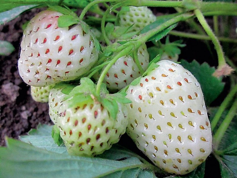 Белая клубника белый Швед