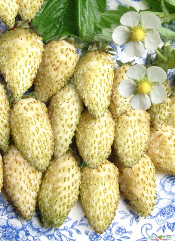 Клубника белая Ананасная Пайнберри