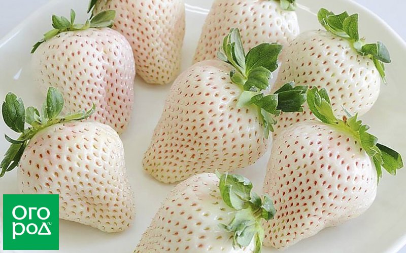 Земляника Садовая Пайнберри