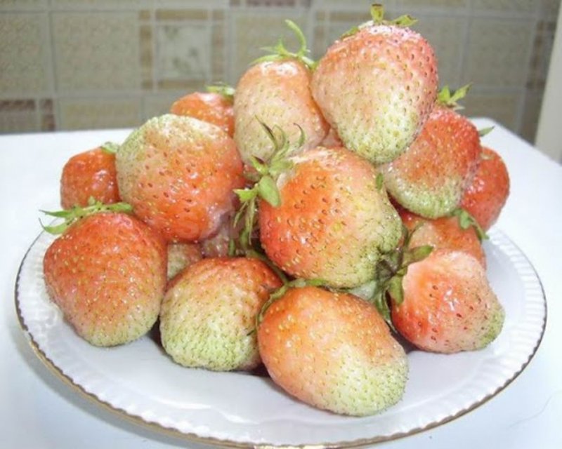 Земляника Садовая Пайнберри