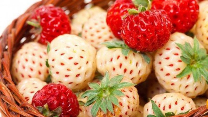 Земклуника Ананасная Дарья