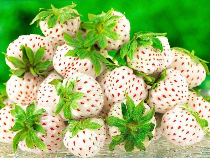 Земляника Садовая Пайнберри