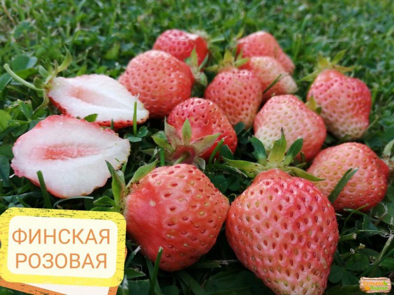 Fragaria Verity