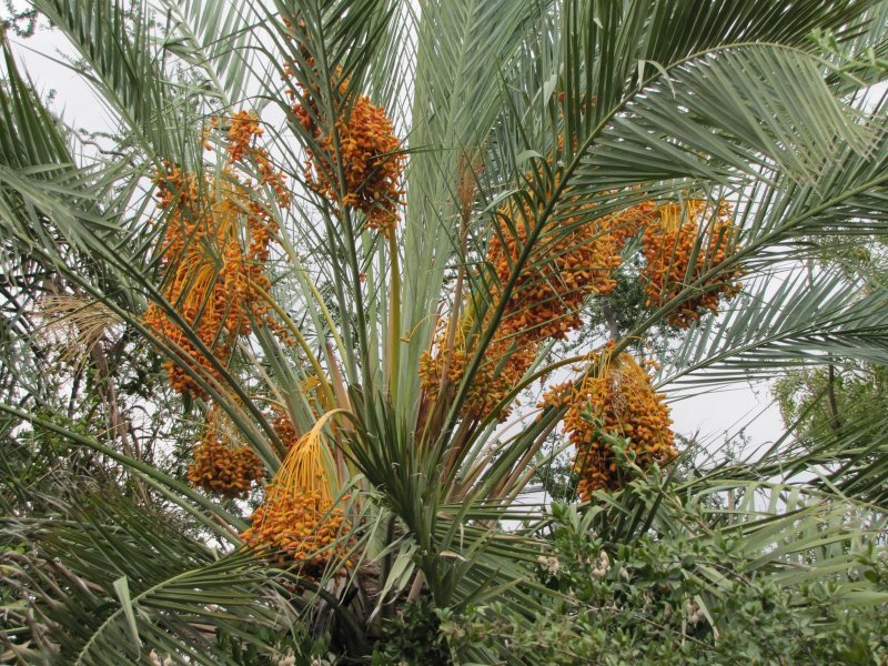Пальма финиковая Phoenix dactylifera BARHEE